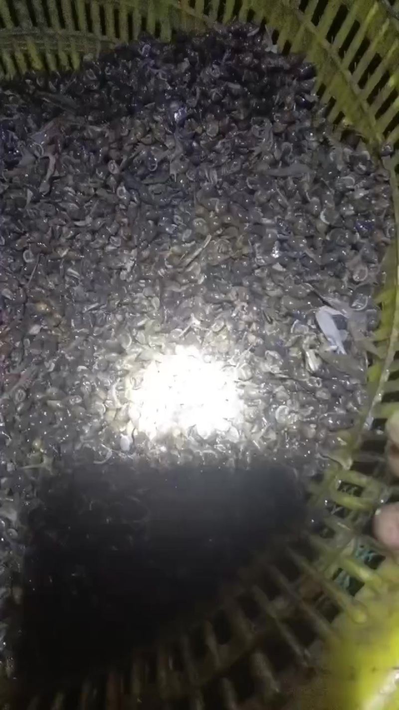 黑螺丝