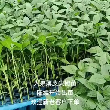 大果型螺丝椒苗，基地直发，支持全国发货