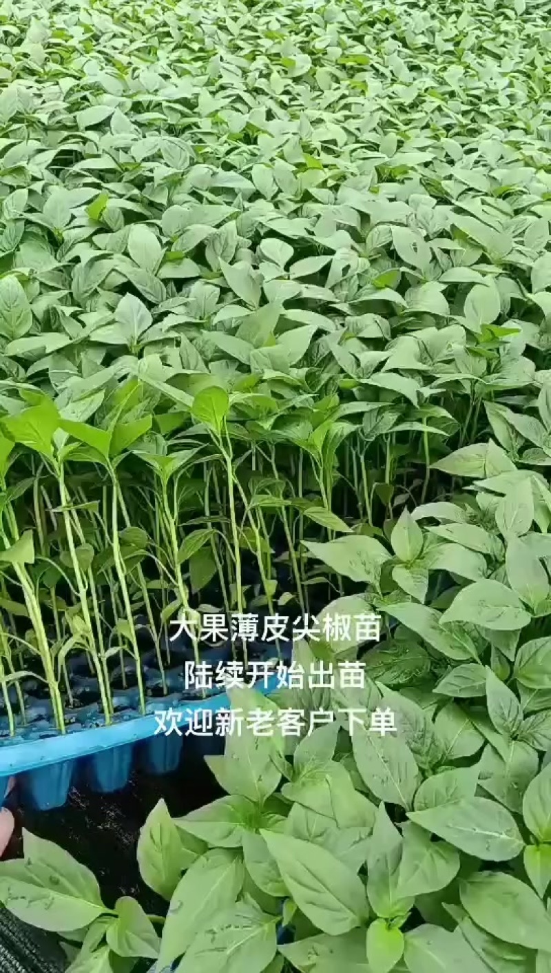 大果型螺丝椒苗，基地直发，支持全国发货