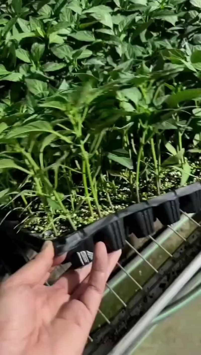大果型螺丝椒苗，基地直发，支持全国发货