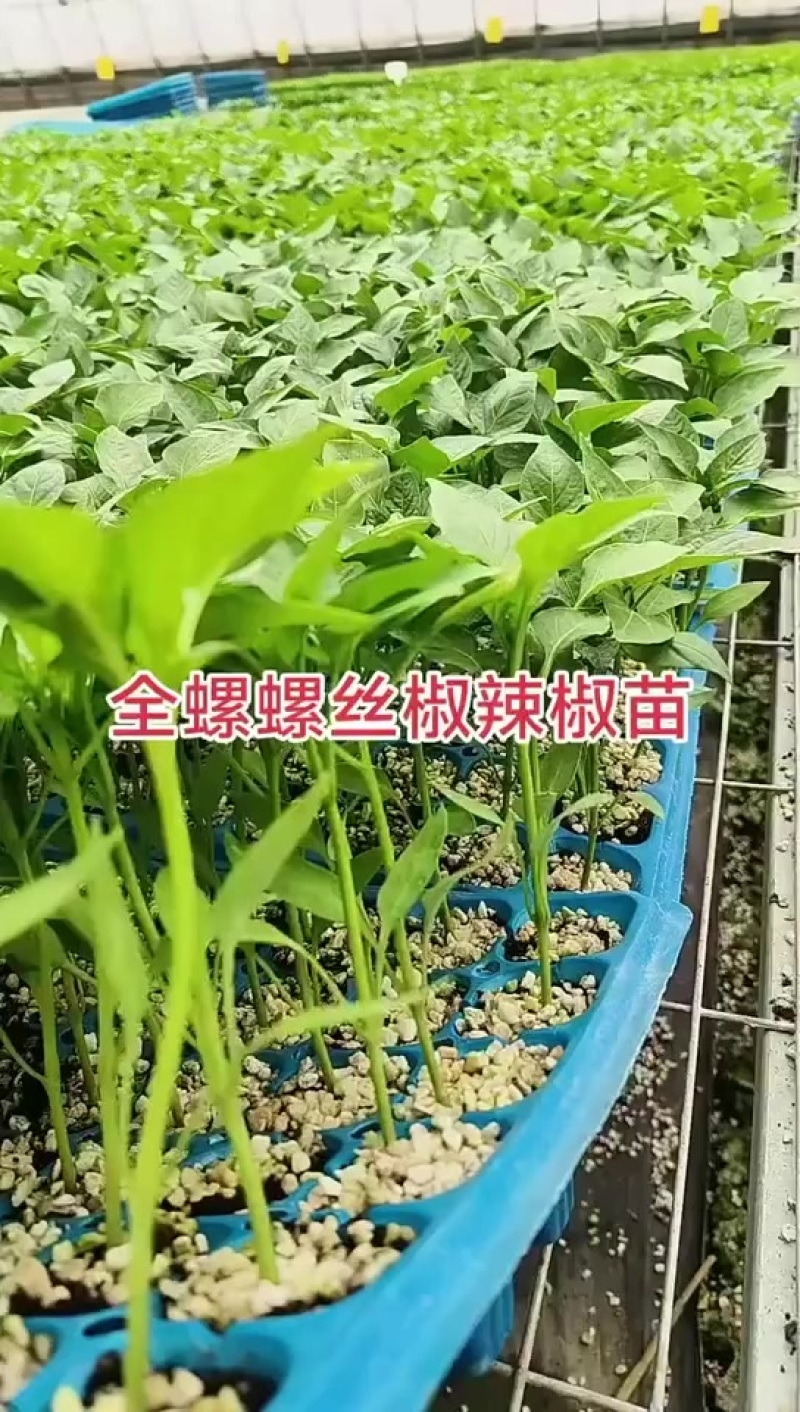 大果型螺丝椒苗，基地直发，支持全国发货
