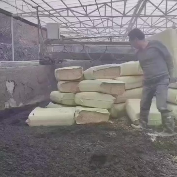 压缩稻壳卸货中