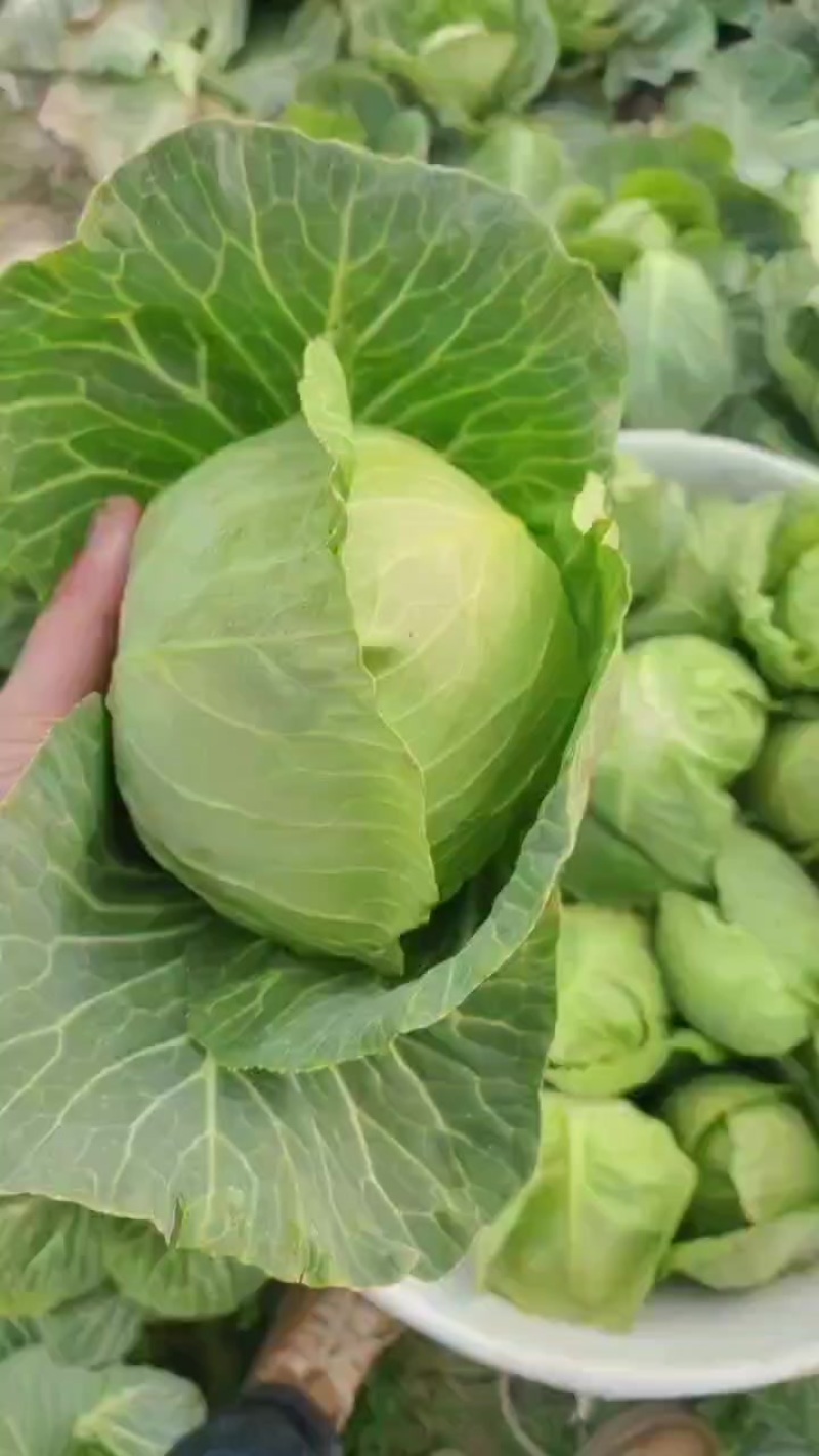 江苏南通海门。大棚橄榄菜。大量上市。
