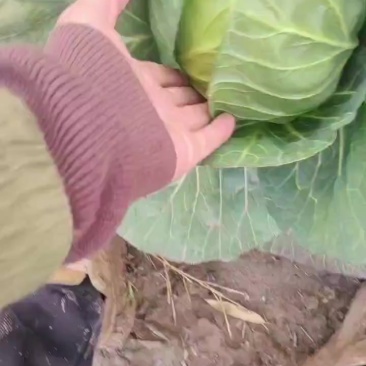 江苏南通海门。大棚橄榄菜。大量上市。