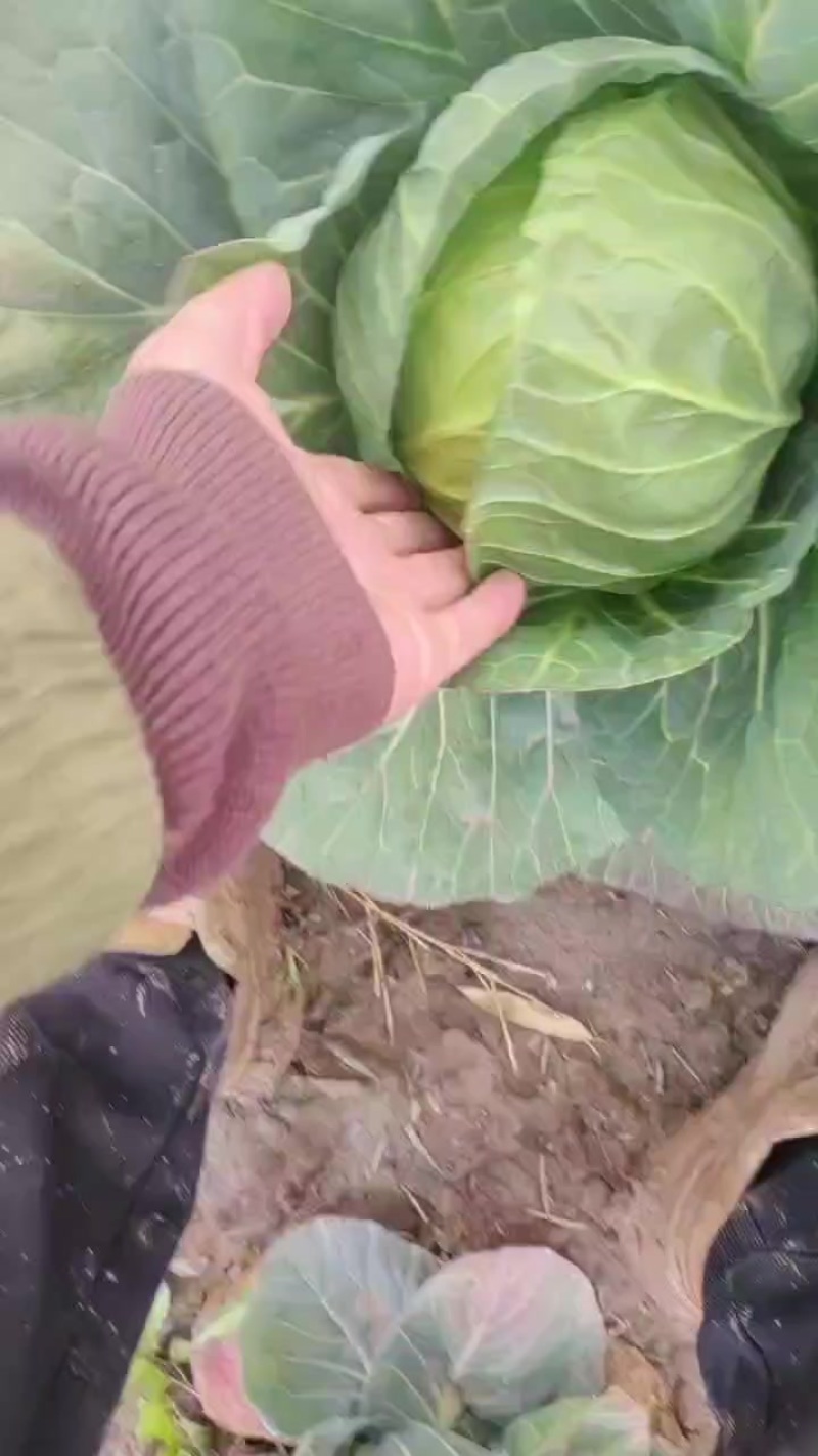 江苏南通海门。大棚橄榄菜。大量上市。