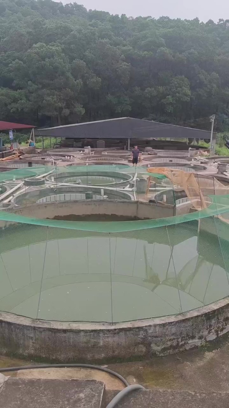 草鱼水花苗+基地直发+全国包邮