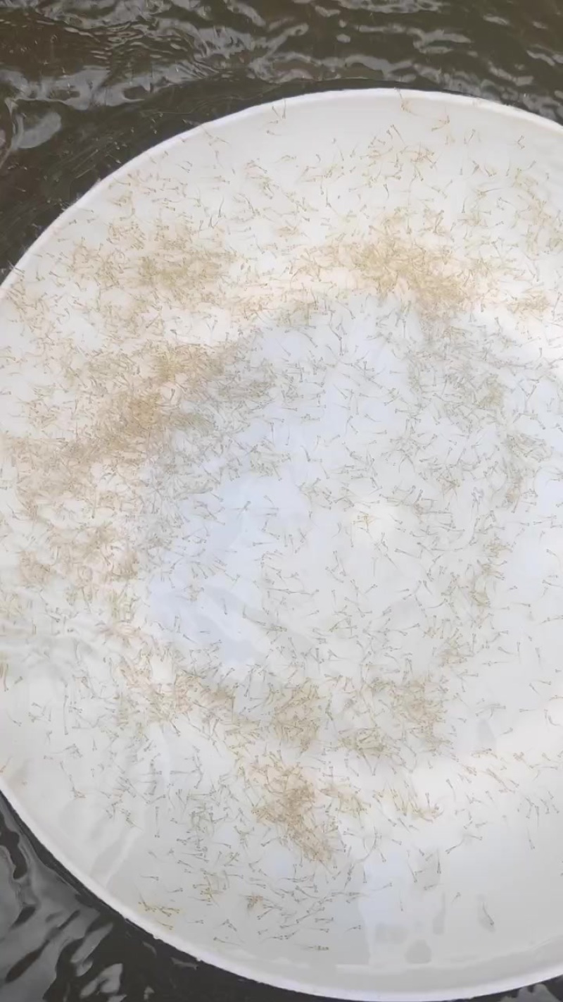 草鱼水花苗+基地直发+全国包邮