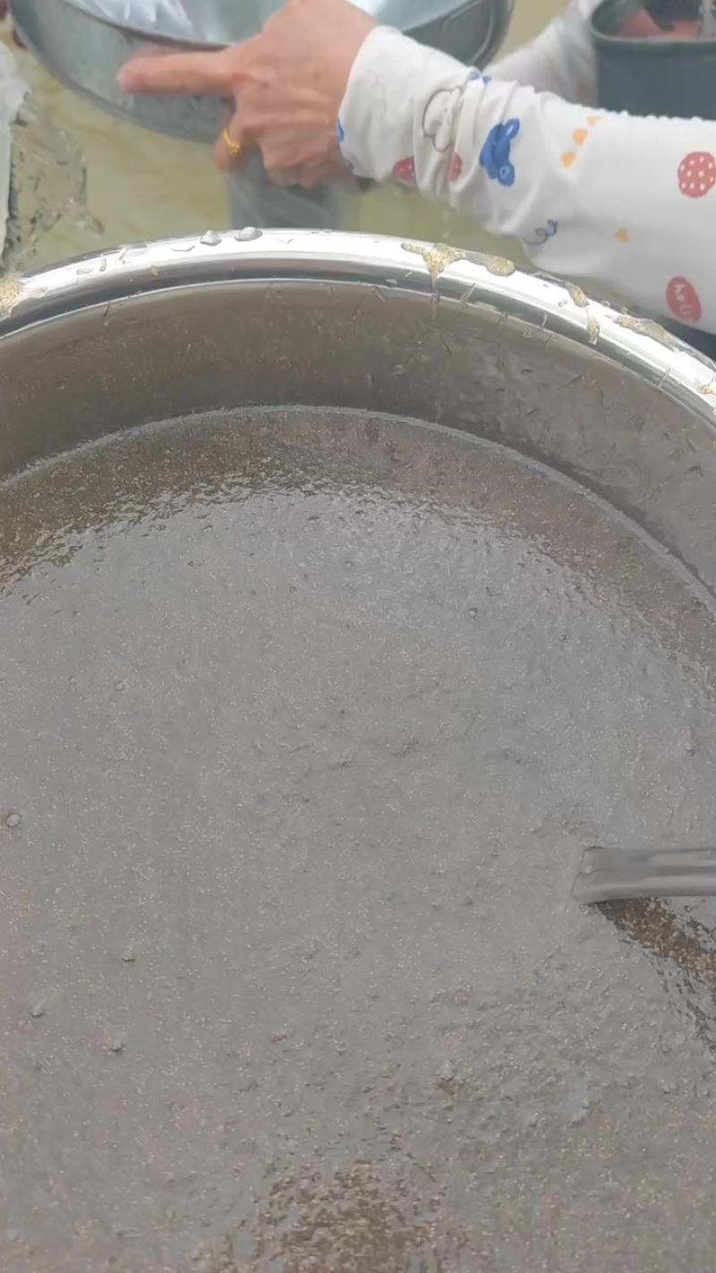 草鱼水花苗+基地直发+全国包邮