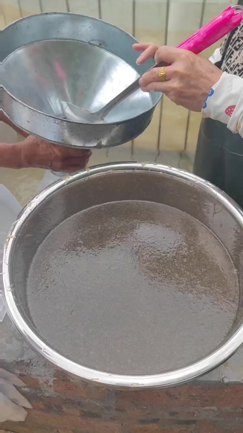 草鱼水花苗+基地直发+全国包邮