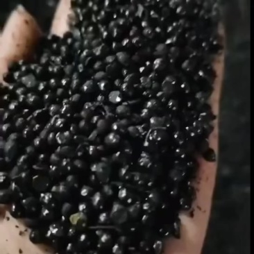 花椒籽，脂肪24蛋白12水分12，可以改变蛋黄品质，改变肉质