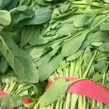 高杆菠菜