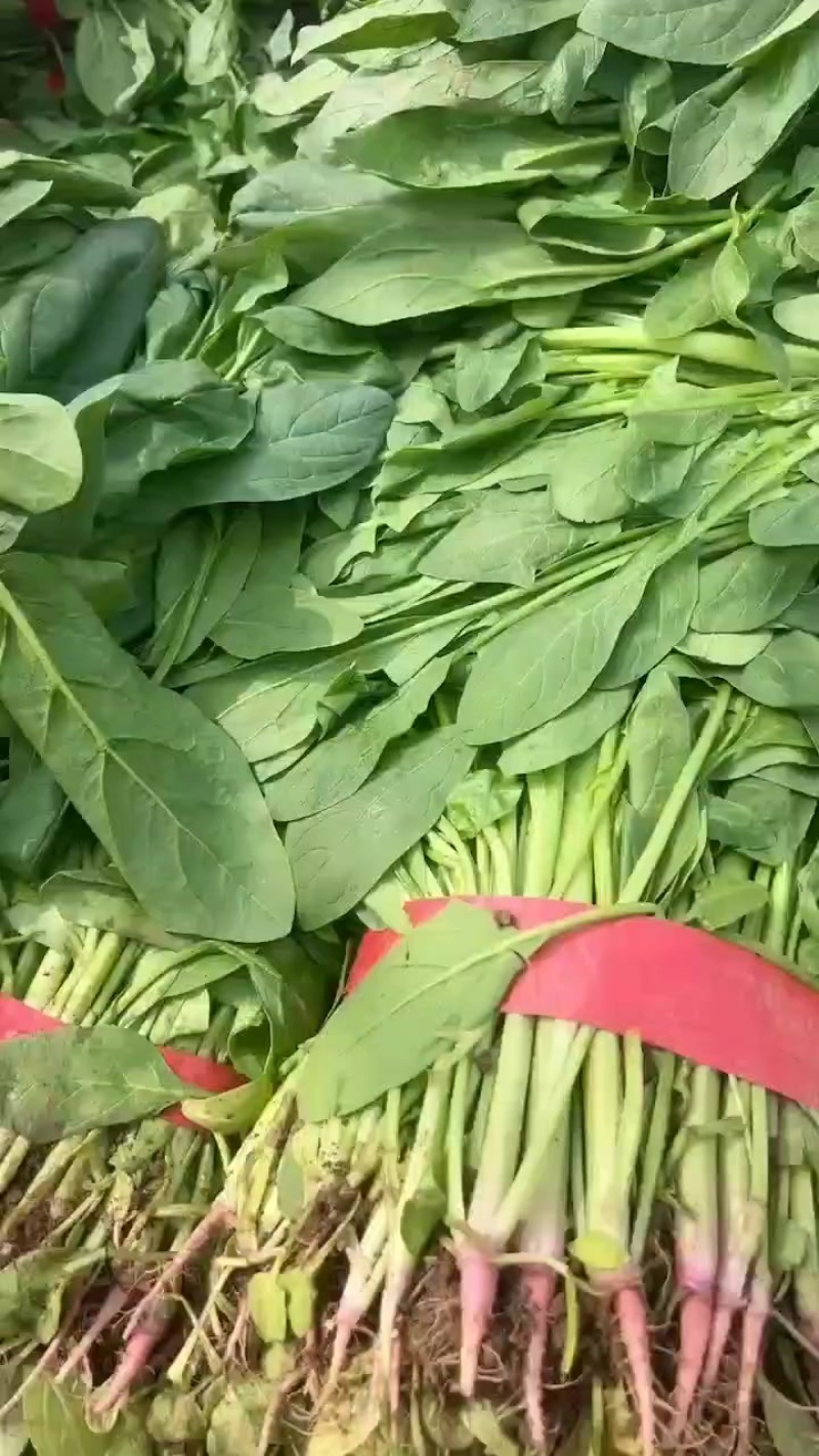 高杆菠菜