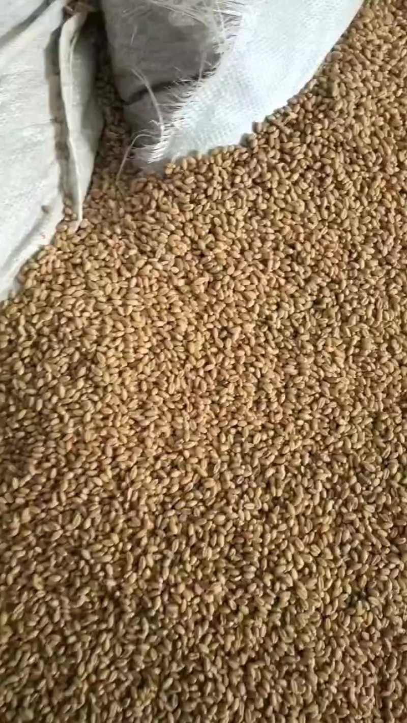 小麦。都是好小麦