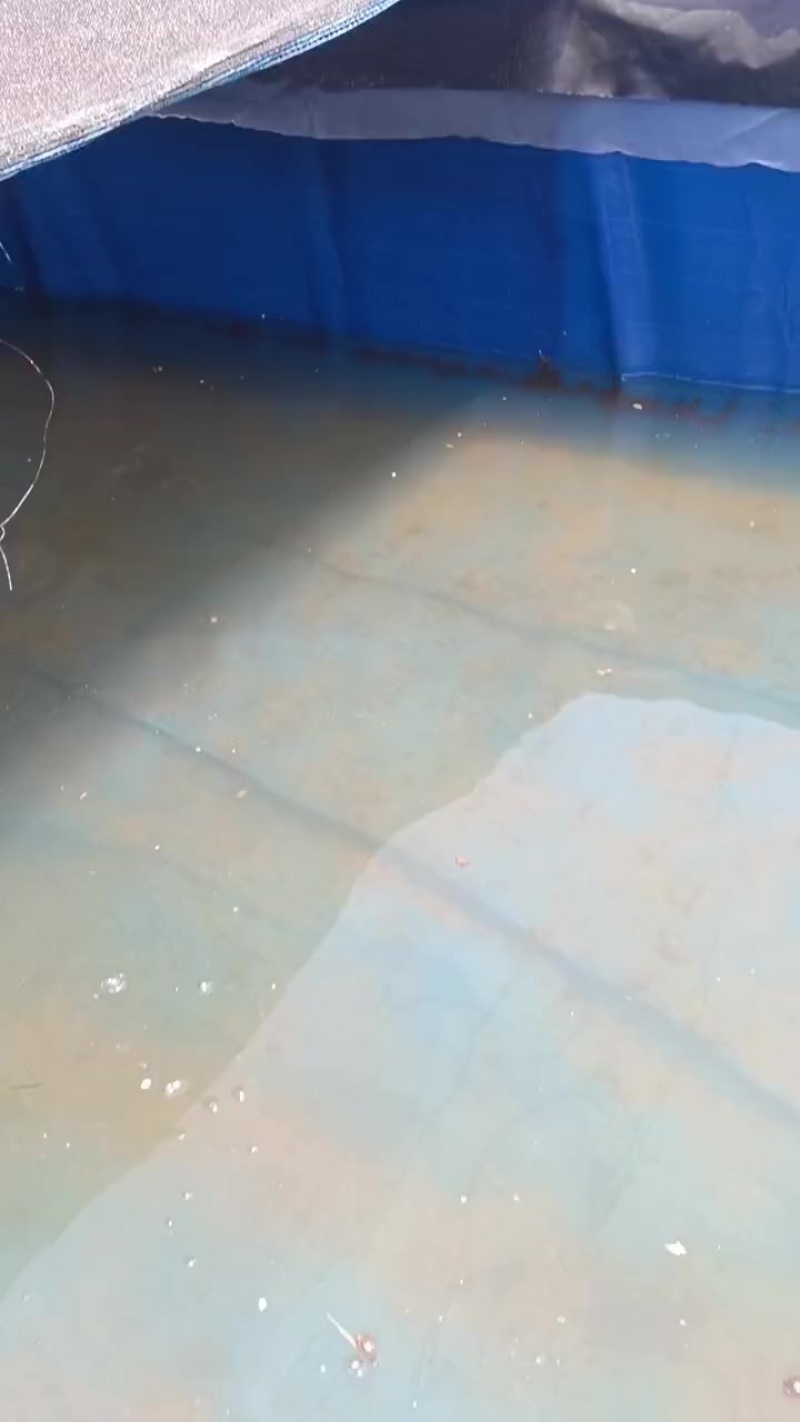 水蛭苗