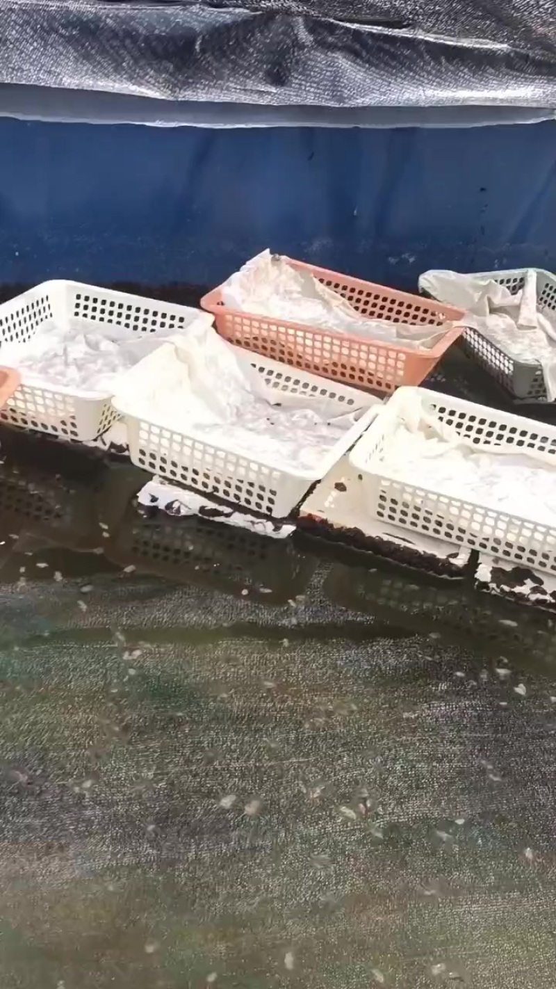 水蛭苗