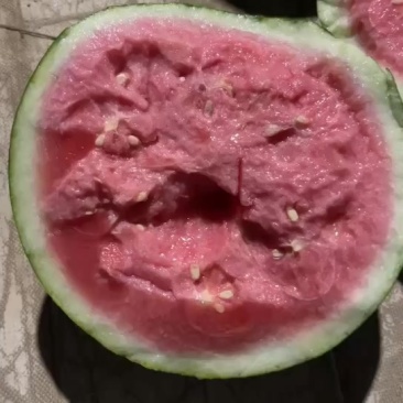 无籽麒麟西瓜