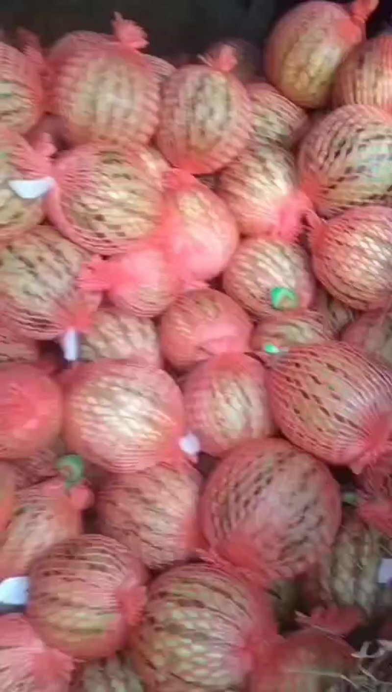麒麟西瓜