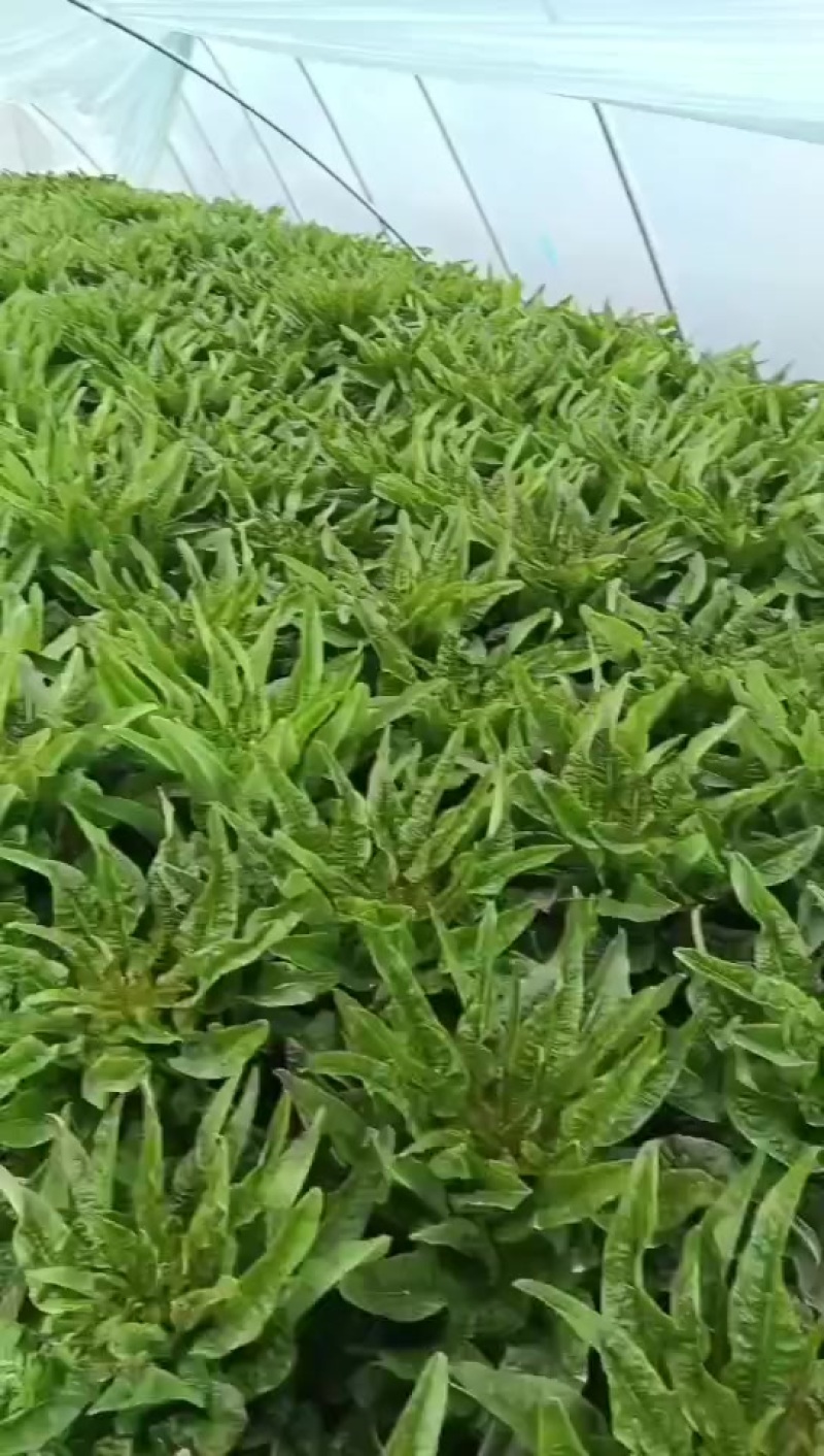 精品红尖叶莴笋大量上市