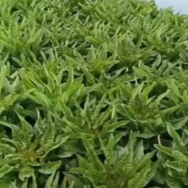 精品红尖叶莴笋大量上市