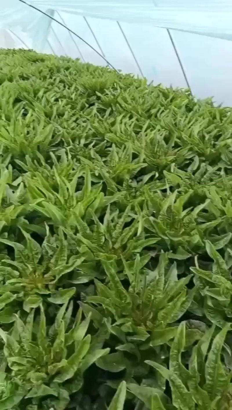 精品红尖叶莴笋大量上市