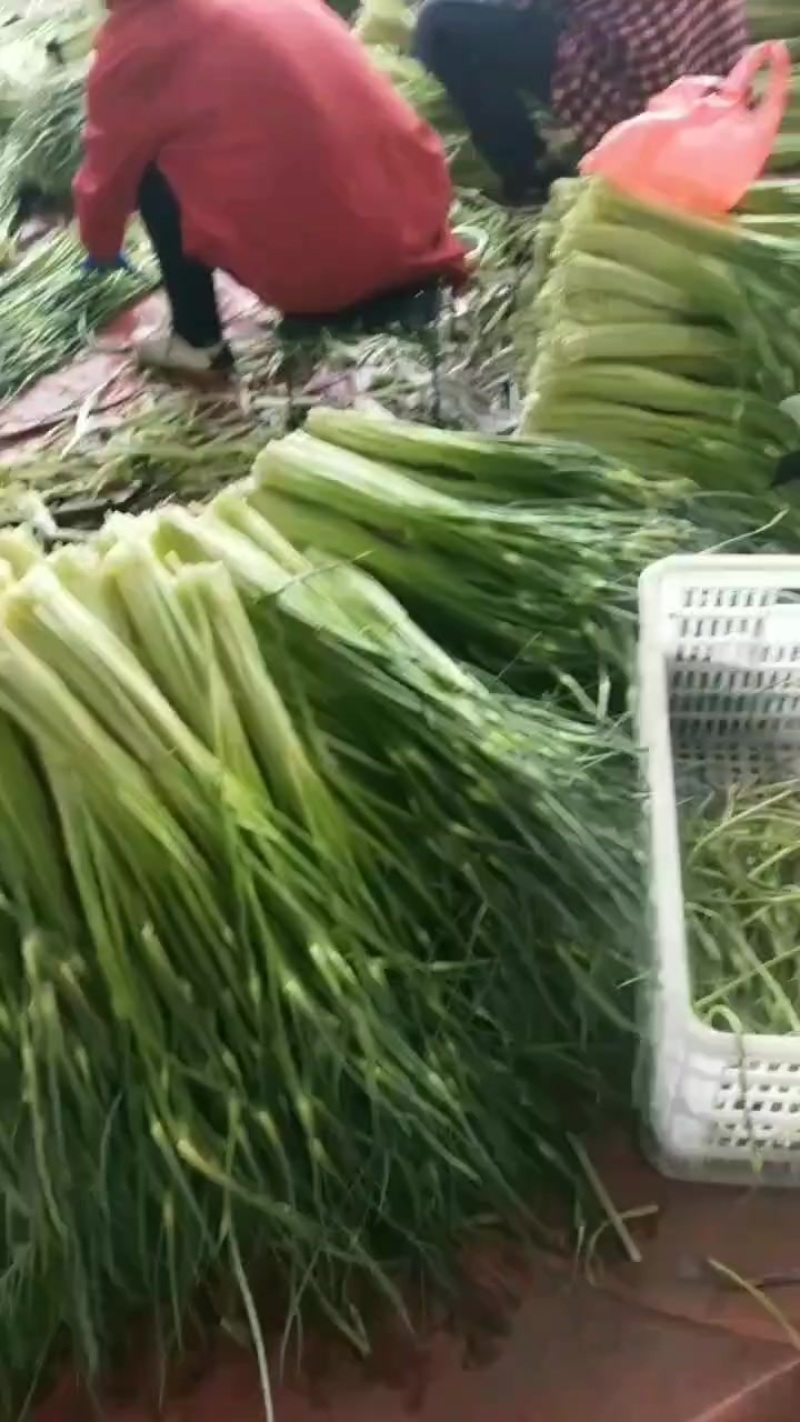 蒜苔