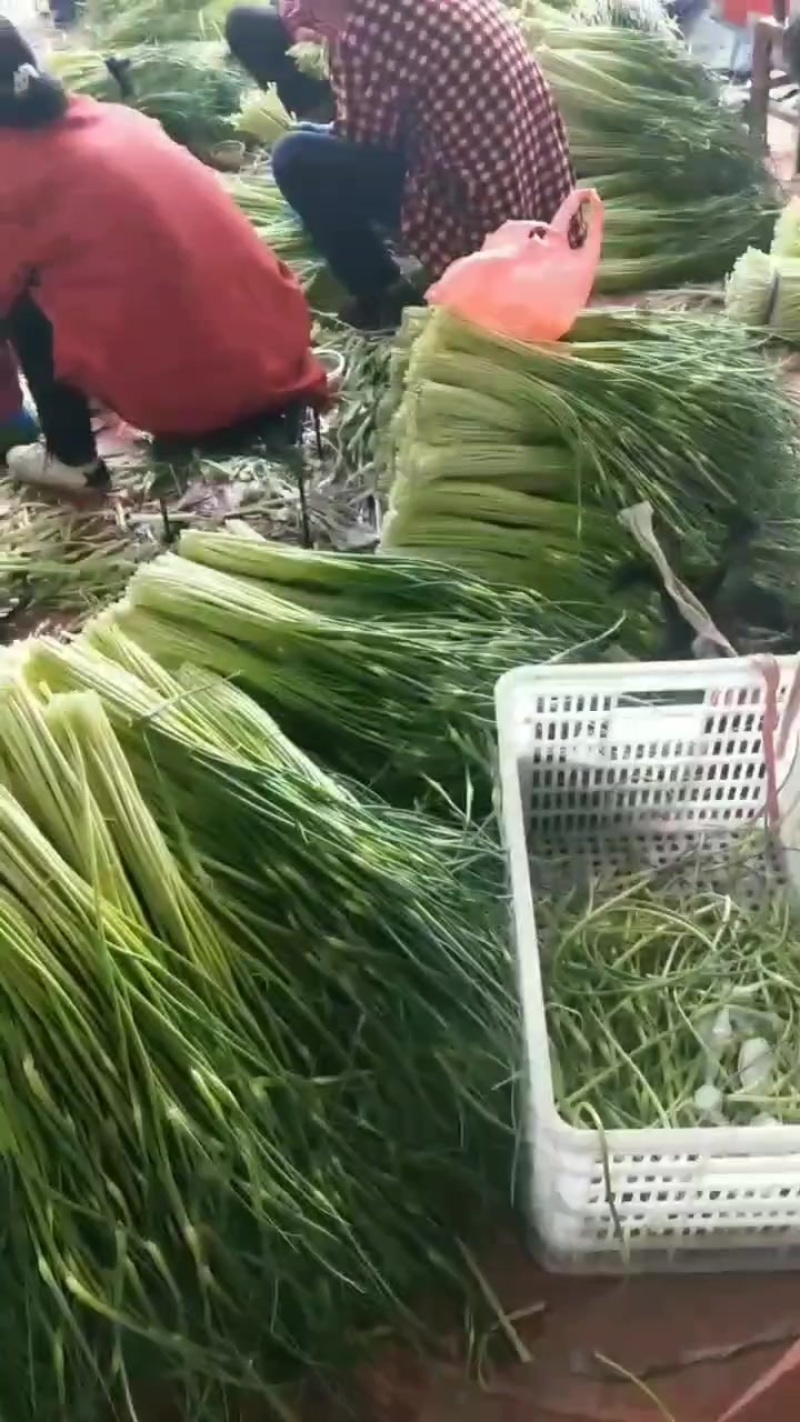蒜苔