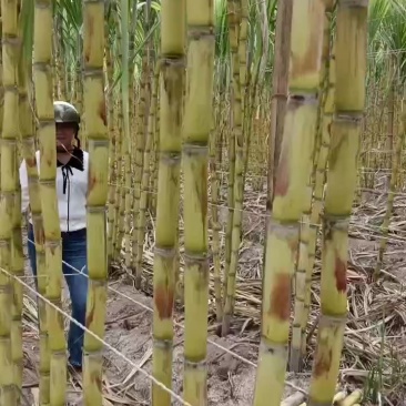 黄金甘蔗