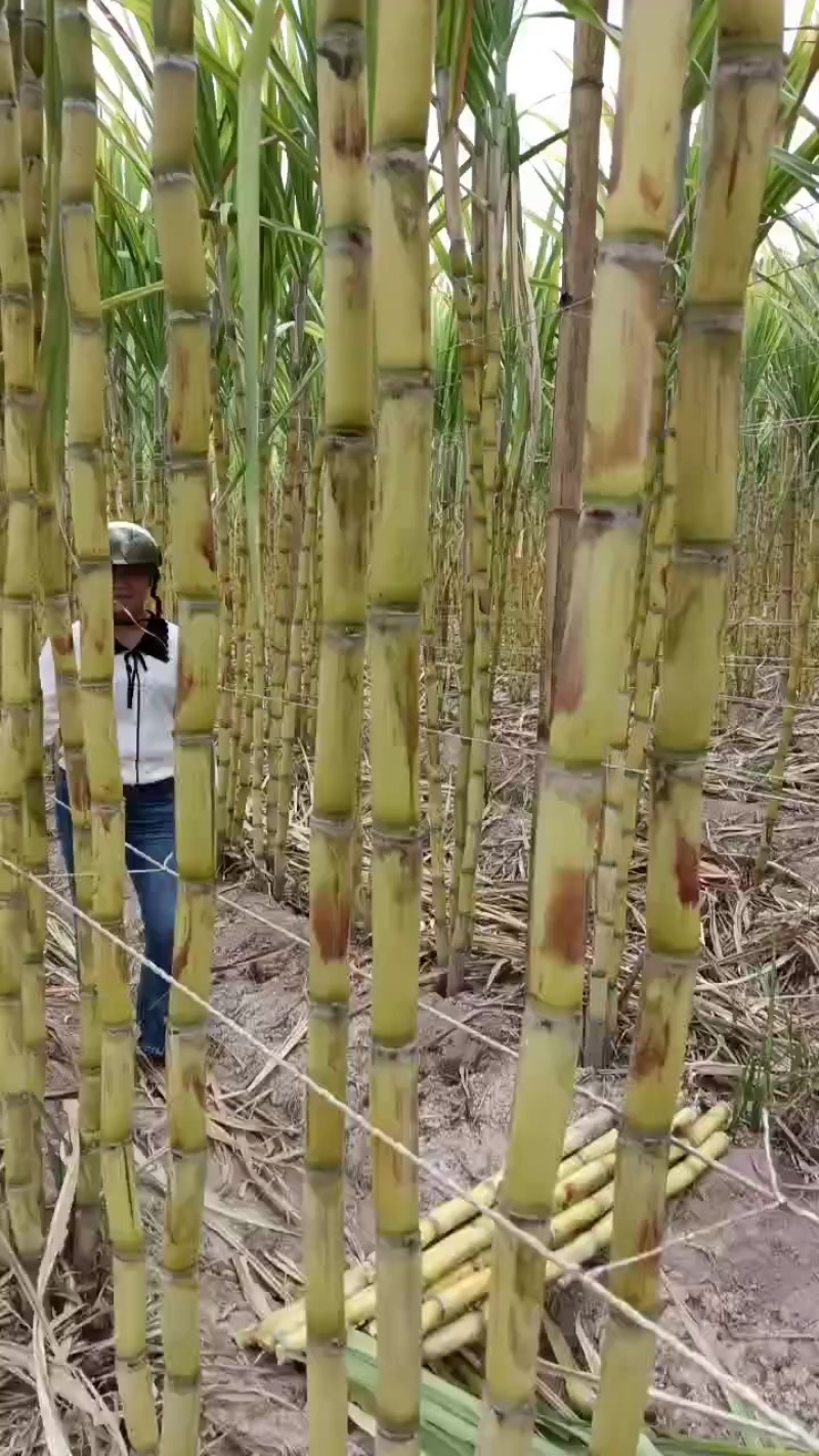 黄金甘蔗