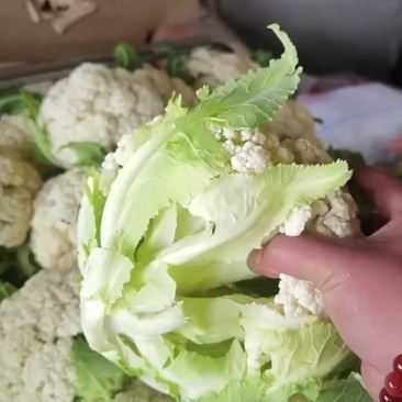 精品徐州有机散花