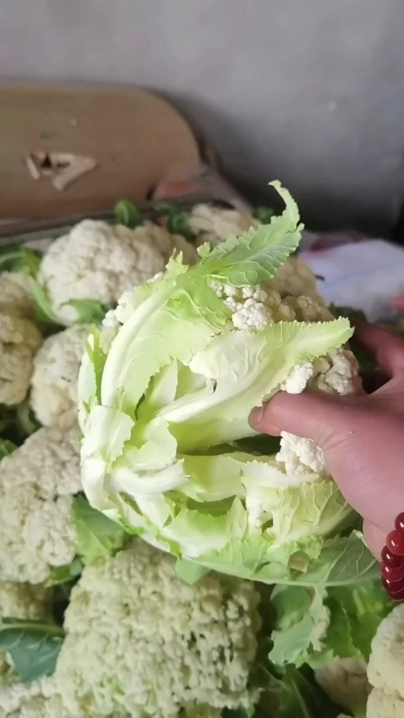 精品徐州有机散花
