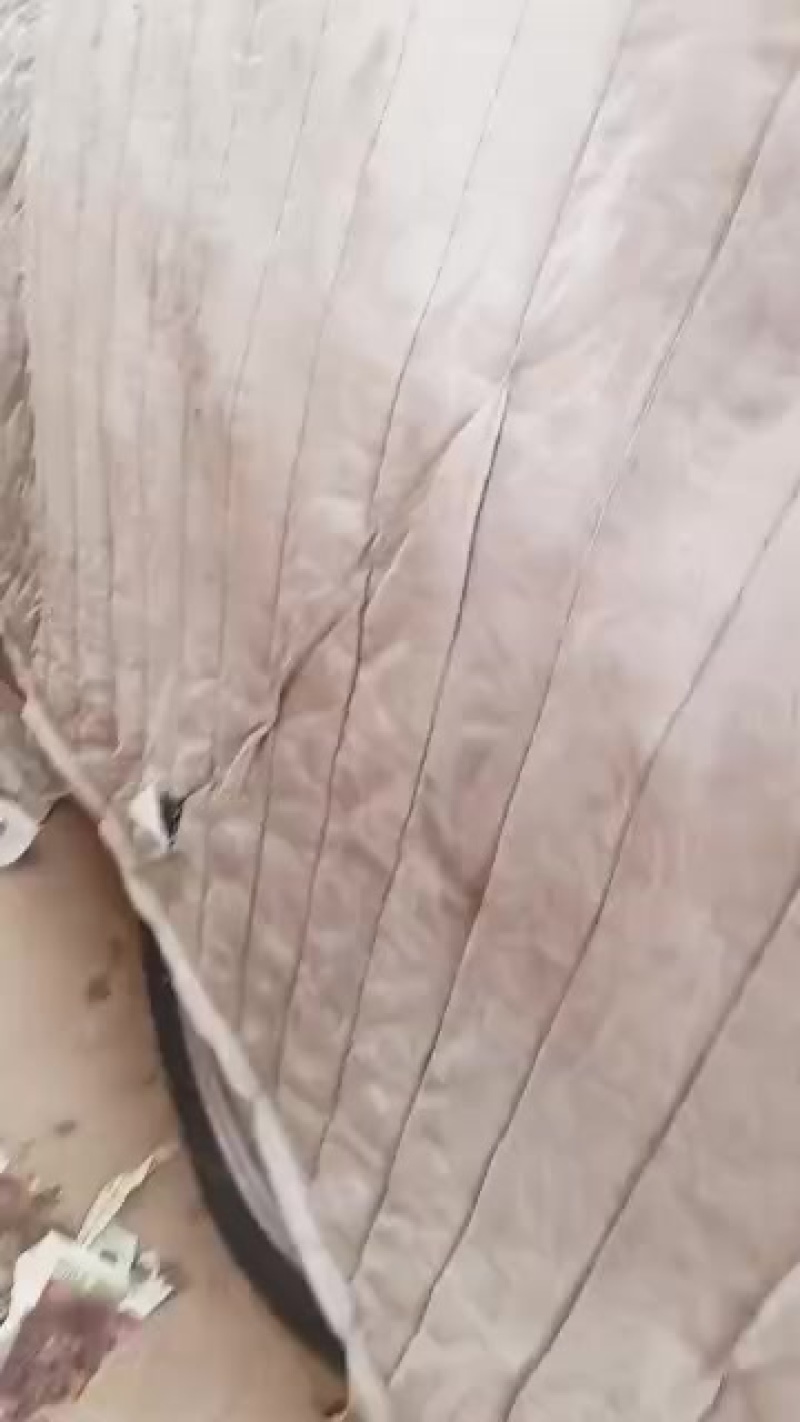 红富士苹果套袋富士苹果以及光果