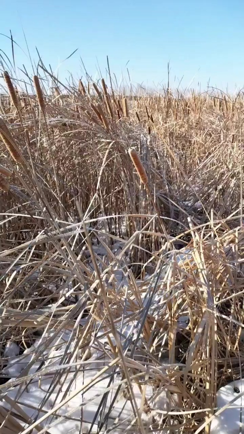 野生野生蒲棒