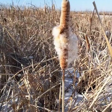野生野生蒲棒