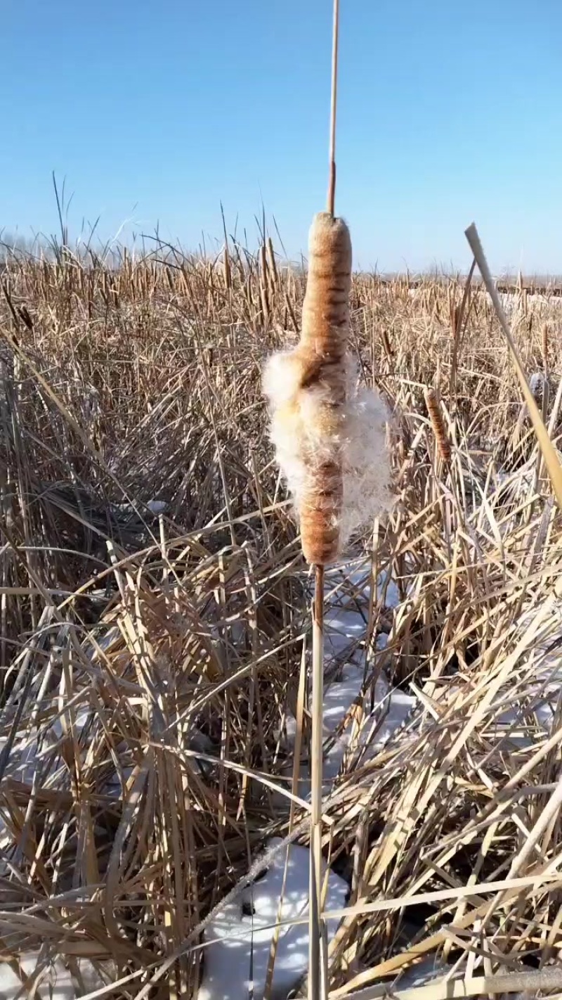 野生野生蒲棒