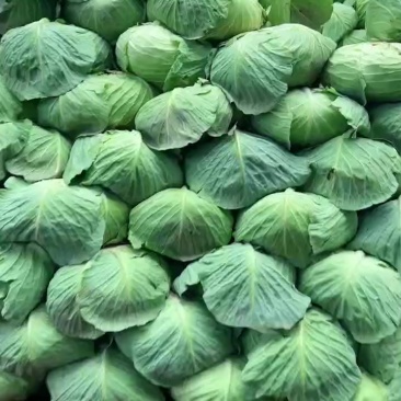 扁包，包菜，白莲花