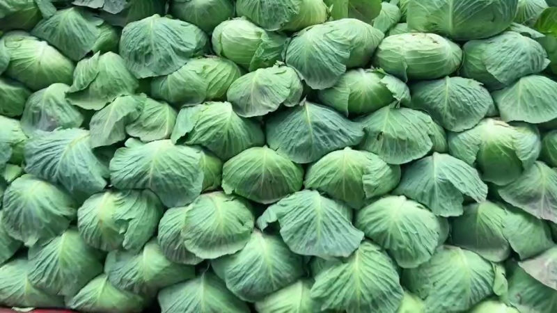 扁包，包菜，白莲花