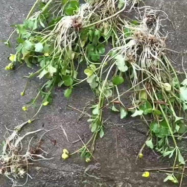 野生猫爪草苗子