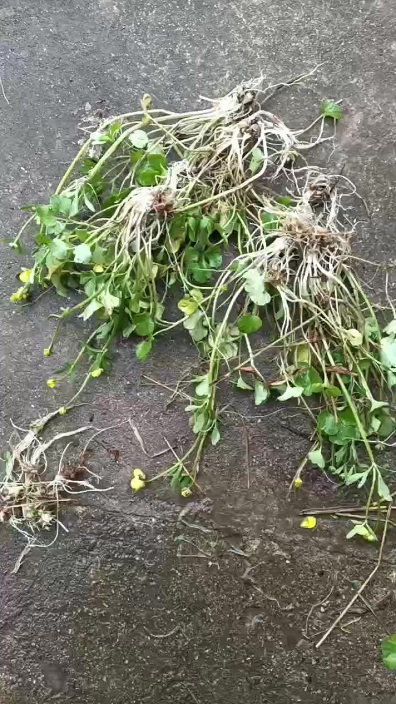野生猫爪草苗子