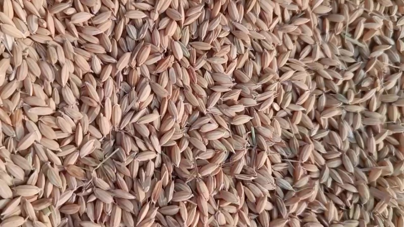 绥靖18长粒香水稻200吨