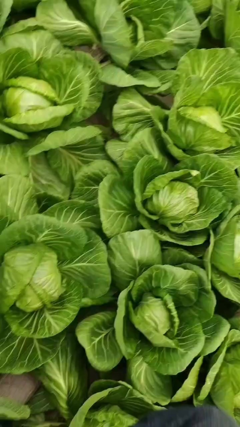 大棚甘蓝