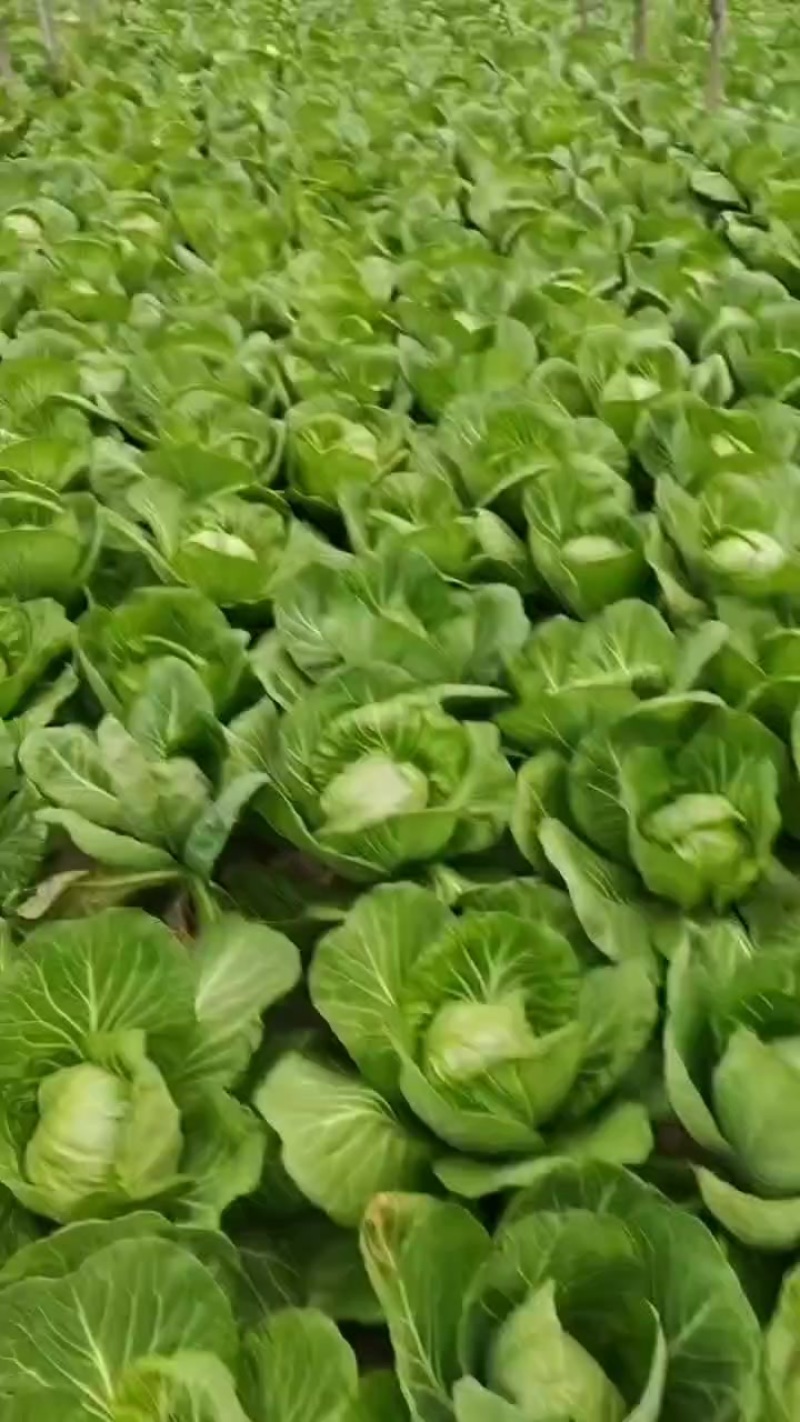 大棚甘蓝