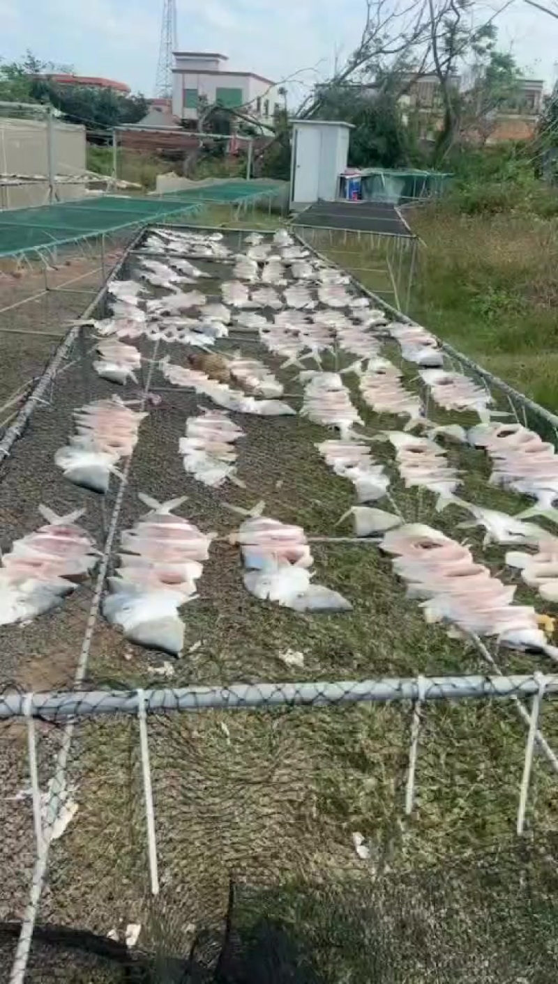 深海金鲳鱼干