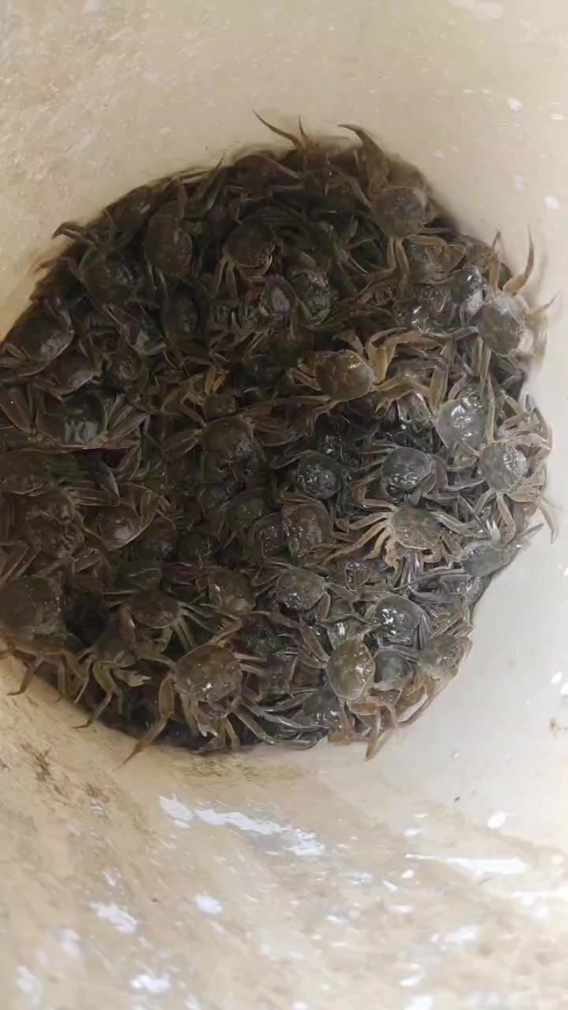 日子满是诗意，未来闸蟹万里。