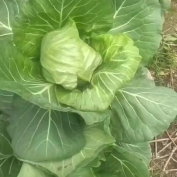 大棚甘蓝
