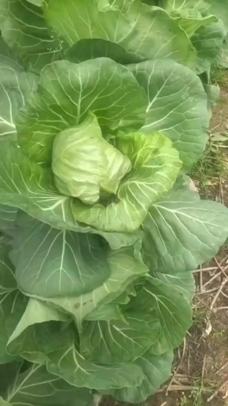 大棚甘蓝