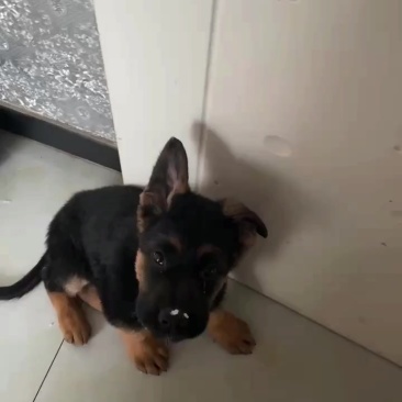 德牧幼犬