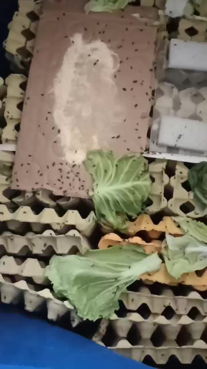 蟋蟀