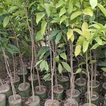 一人高/玉兰花/正品嫁接白玉兰/基地直销/20元/棵自提价
