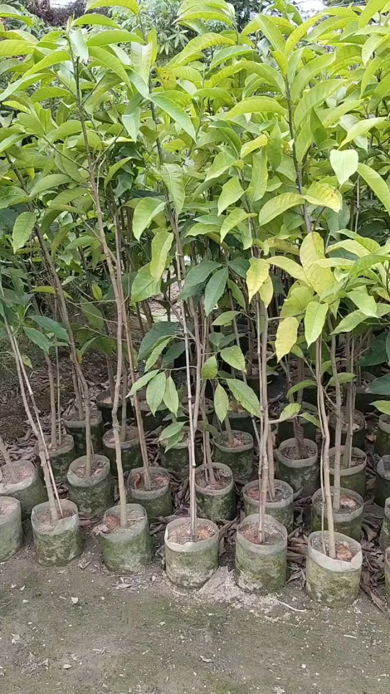 一人高/玉兰花/正品嫁接白玉兰/基地直销/20元/棵自提价