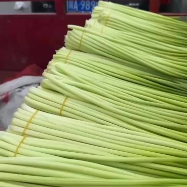 彭州本地精品蒜苔大量上市